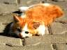 cat01.jpg